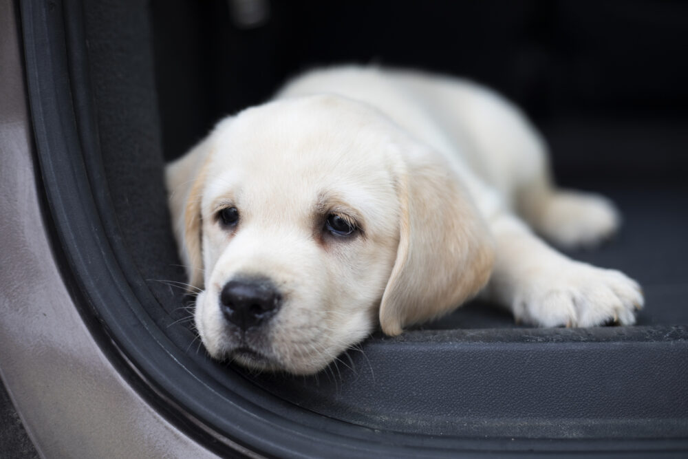 Hund entspannt im Auto dank Doggyfresh Klimaschlauch – keine Sommerhitze mehr
